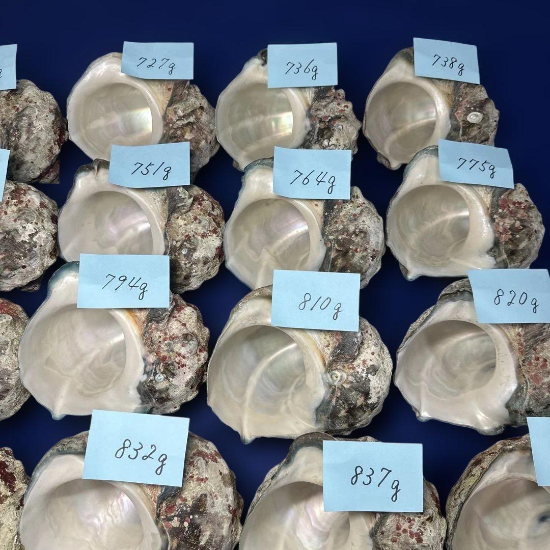 夜光貝　ヤコウ貝　まとめ売り　24個　19kg アクセサリー　ルアー