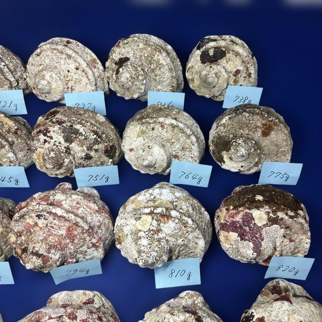 夜光貝　ヤコウ貝　まとめ売り　24個　19kg アクセサリー　ルアー