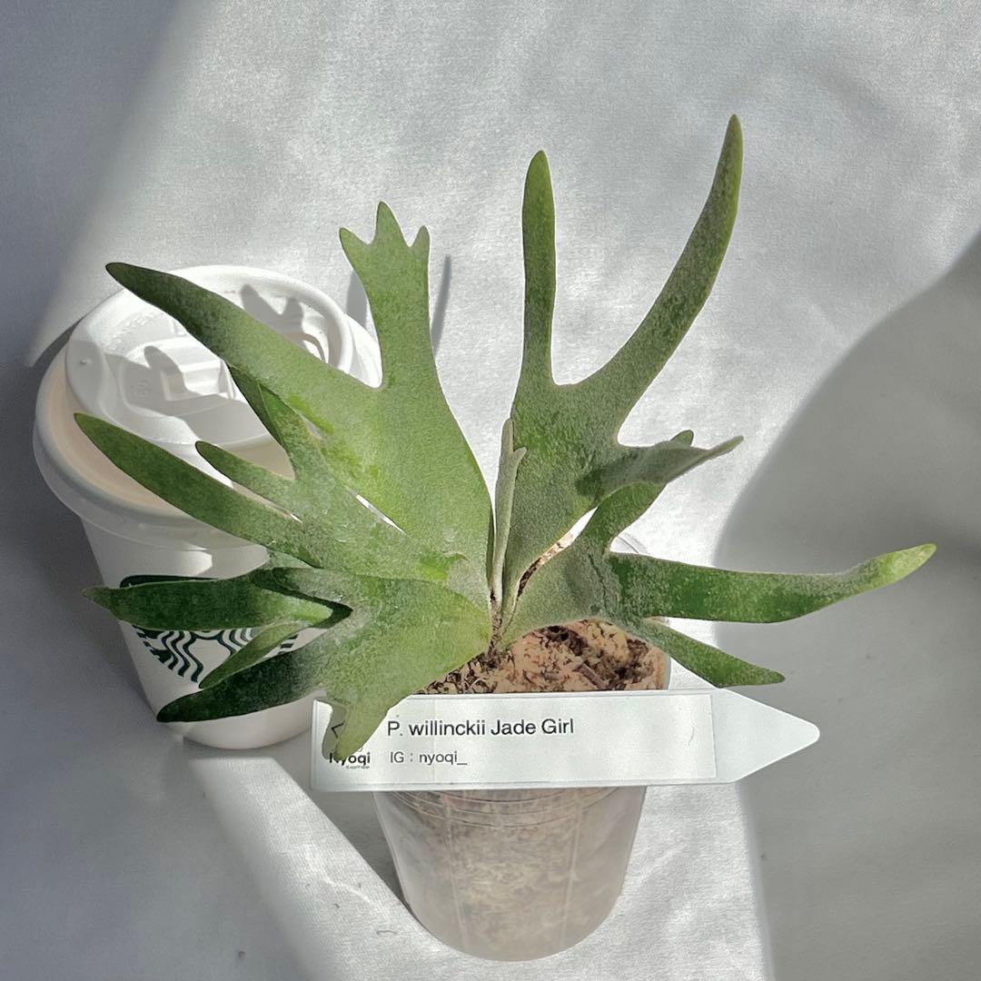 【第四種郵便】P. Willinckii Jade Girl(TC) 【V17】