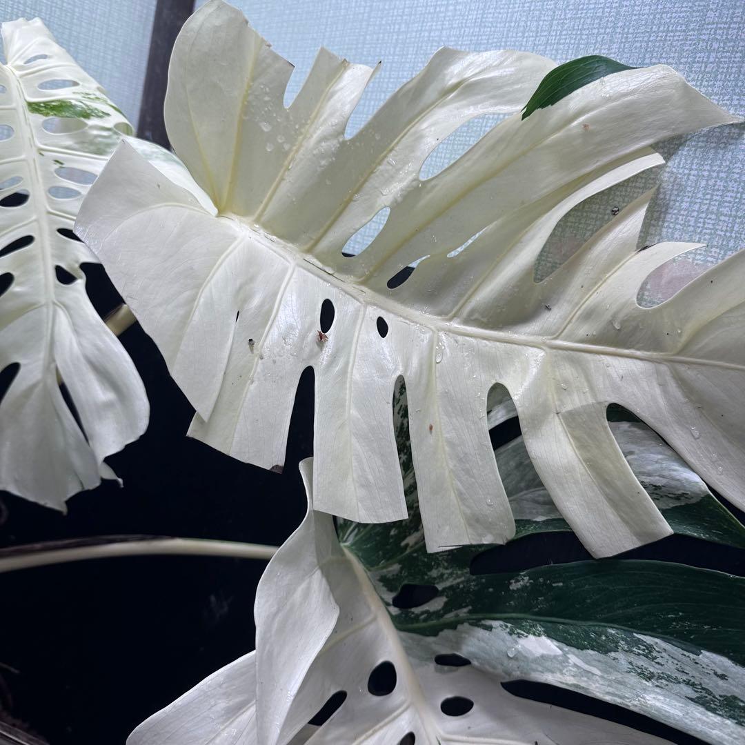 ム*タ様 モンステラ斑入りハーフムーンホワイトタイガー極美斑入り　　 78cmレ