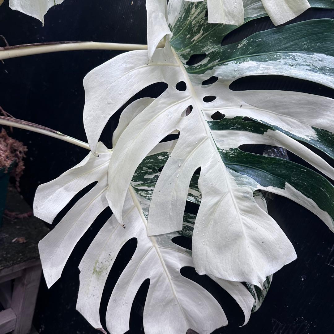 ム*タ様 モンステラ斑入りハーフムーンホワイトタイガー極美斑入り　　 78cmレ