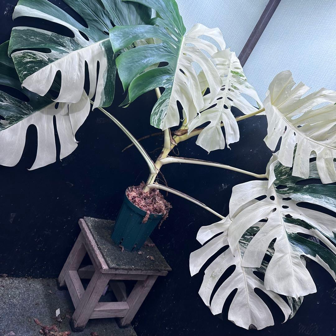 ム*タ様 モンステラ斑入りハーフムーンホワイトタイガー極美斑入り　　 78cmレ