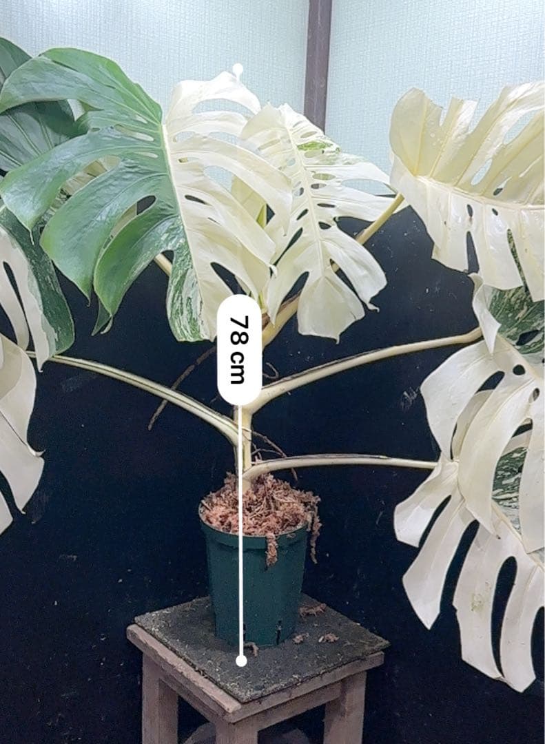 ム*タ様 モンステラ斑入りハーフムーンホワイトタイガー極美斑入り　　 78cmレ