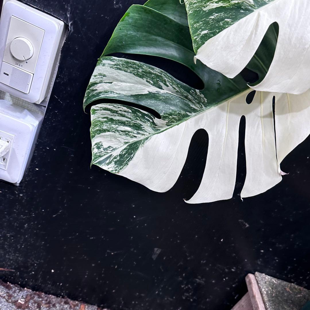 ム*タ様 モンステラ斑入りハーフムーンホワイトタイガー極美斑入り　　 78cmレ