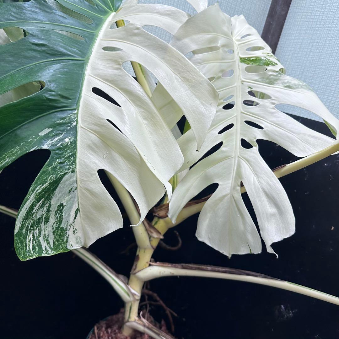 ム*タ様 モンステラ斑入りハーフムーンホワイトタイガー極美斑入り　　 78cmレ