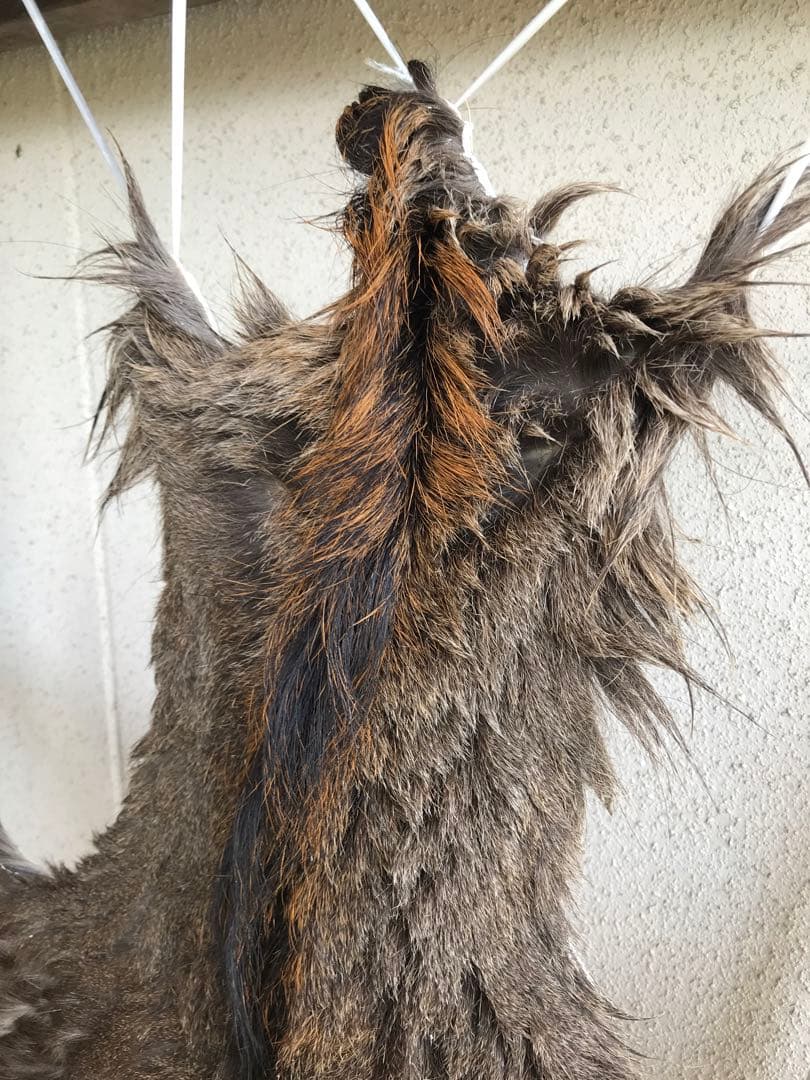 ニホンジカ ♂毛皮 23-17