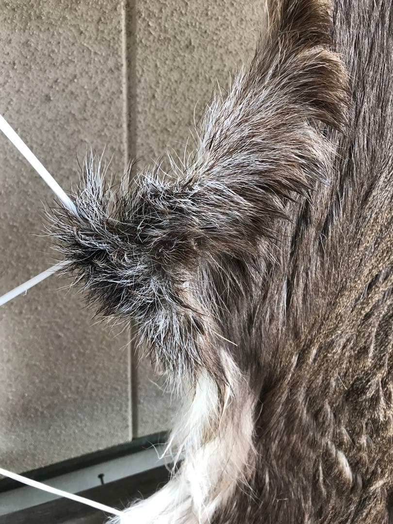 ニホンジカ ♂毛皮 23-17