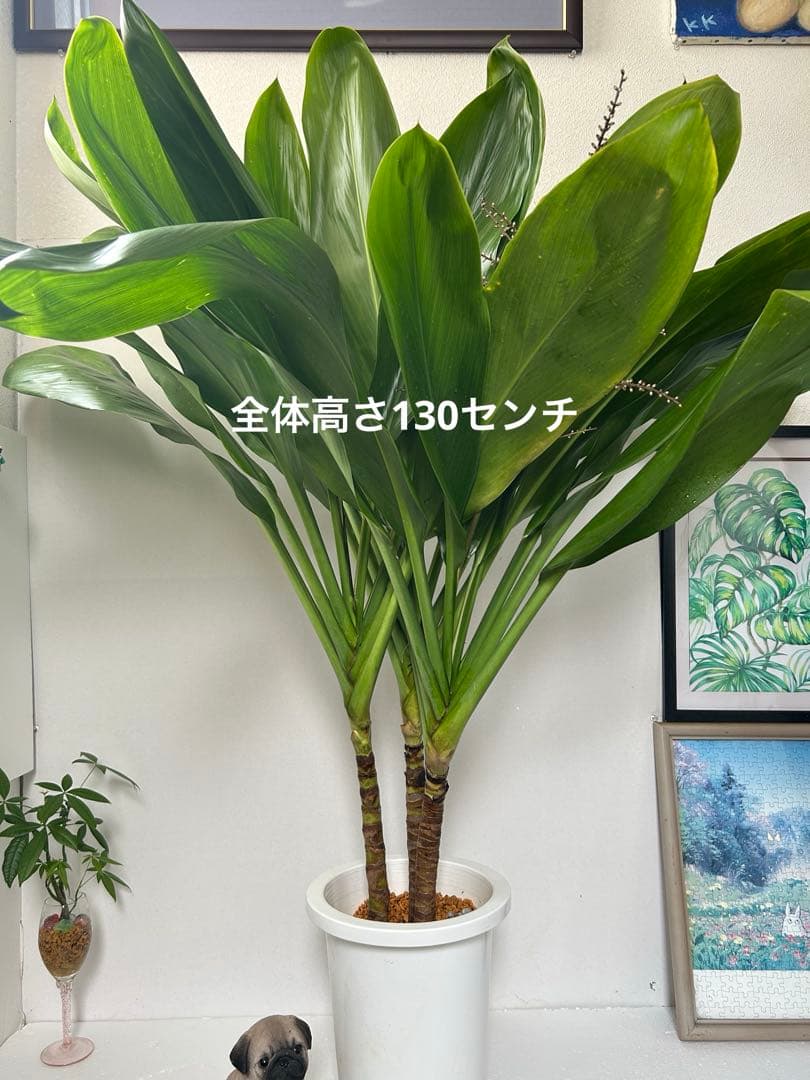 ティーリーフ大8号