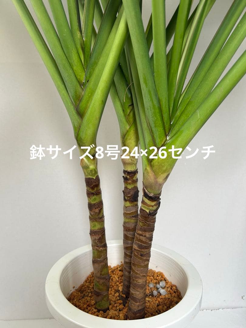 ティーリーフ大8号