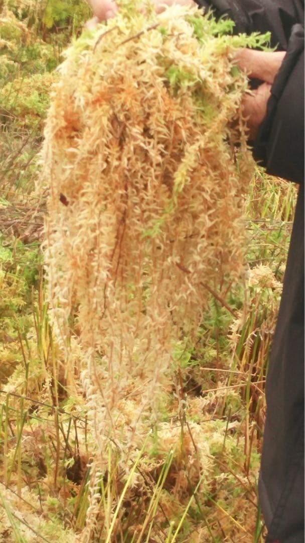 ニュージーランド産水苔ＡＡＡＡＡ250g２入り