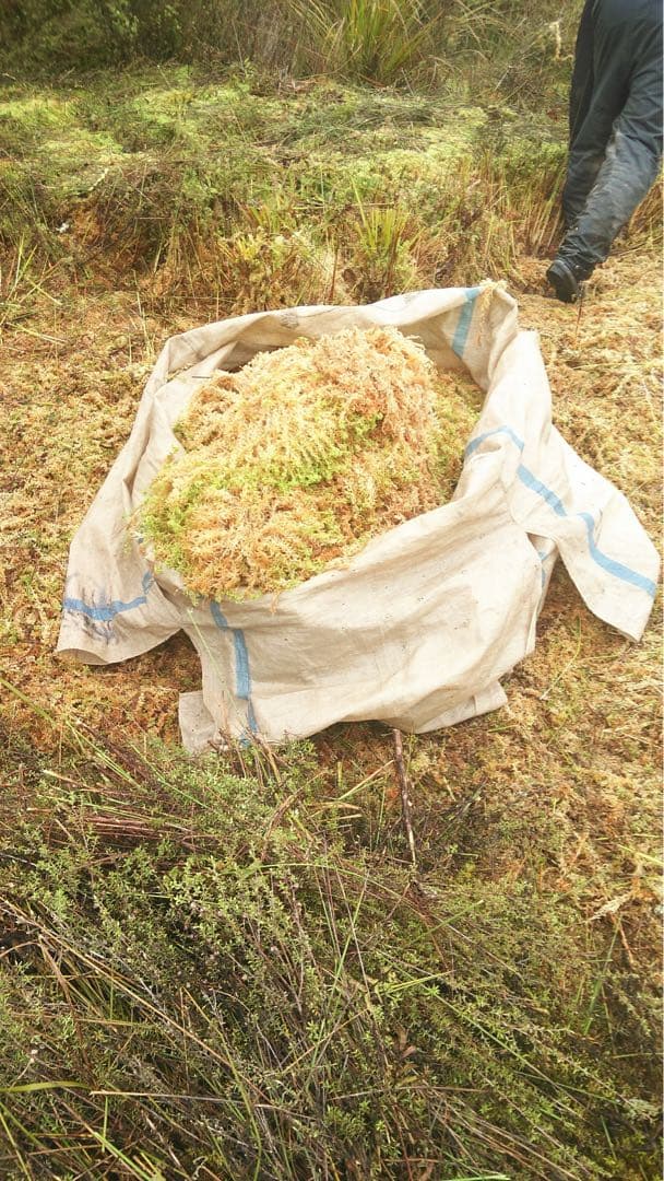 ニュージーランド産水苔ＡＡＡＡＡ250g２入り