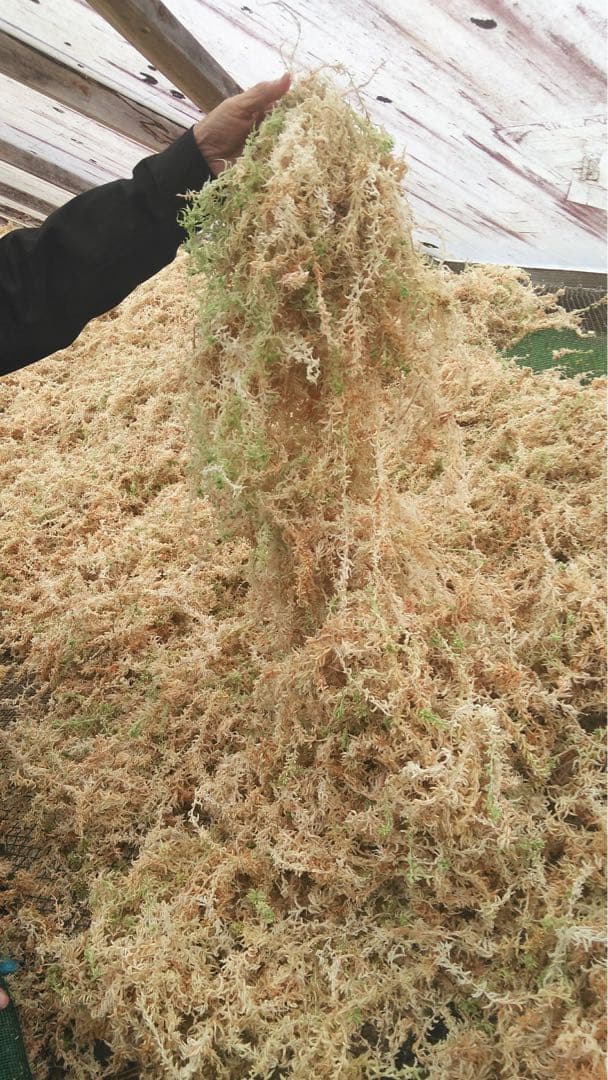 ニュージーランド産水苔ＡＡＡＡＡ250g２入り