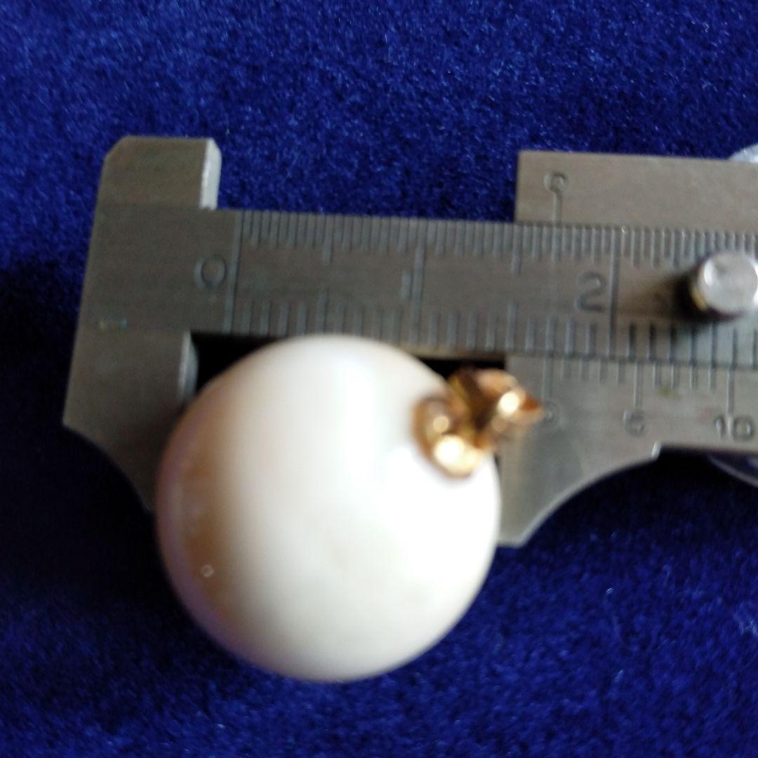 鯨歯　マッコウクジラ　牙玉　特大約17㎜　③