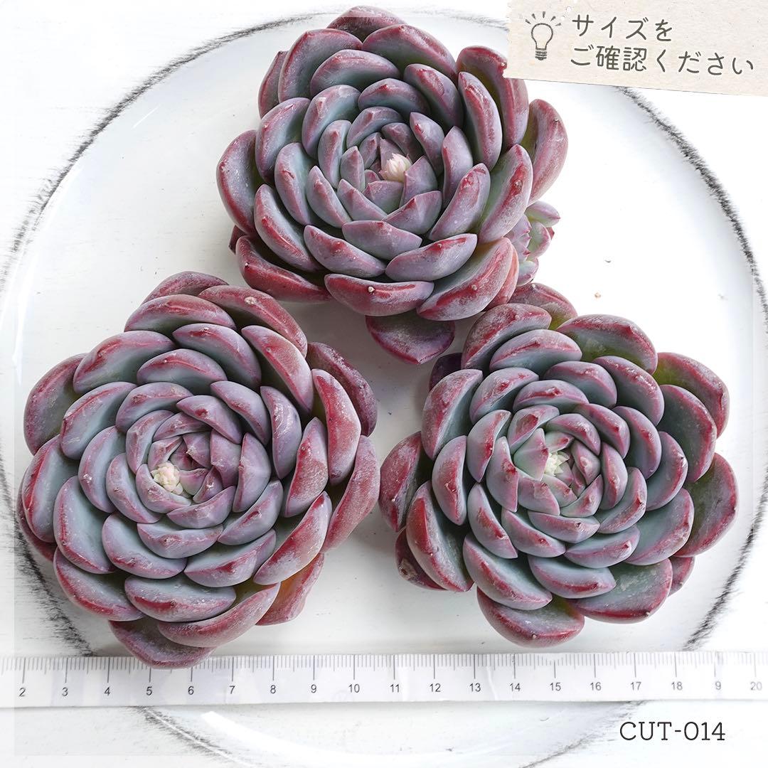 多肉 【大苗】 ストロベリーアーモンド カット苗 ｜C014｜バラ売り◯