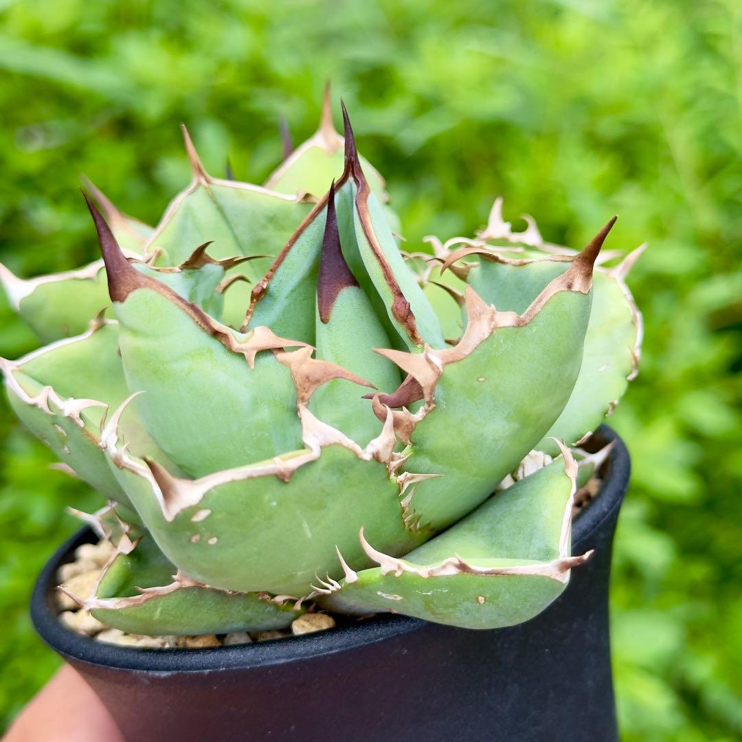 アガベ　オテロイ　オアハカ　子株