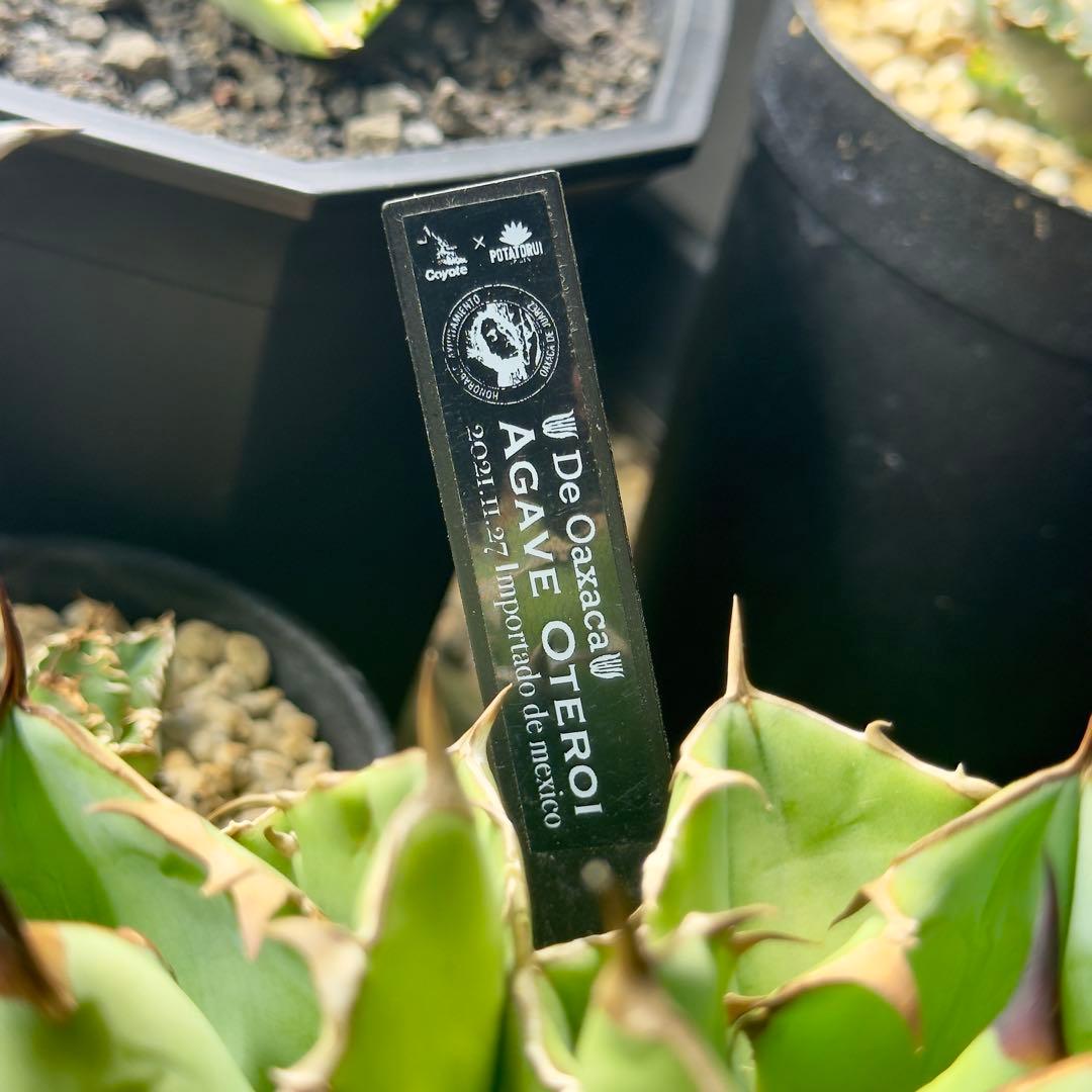 アガベ　オテロイ　オアハカ　子株