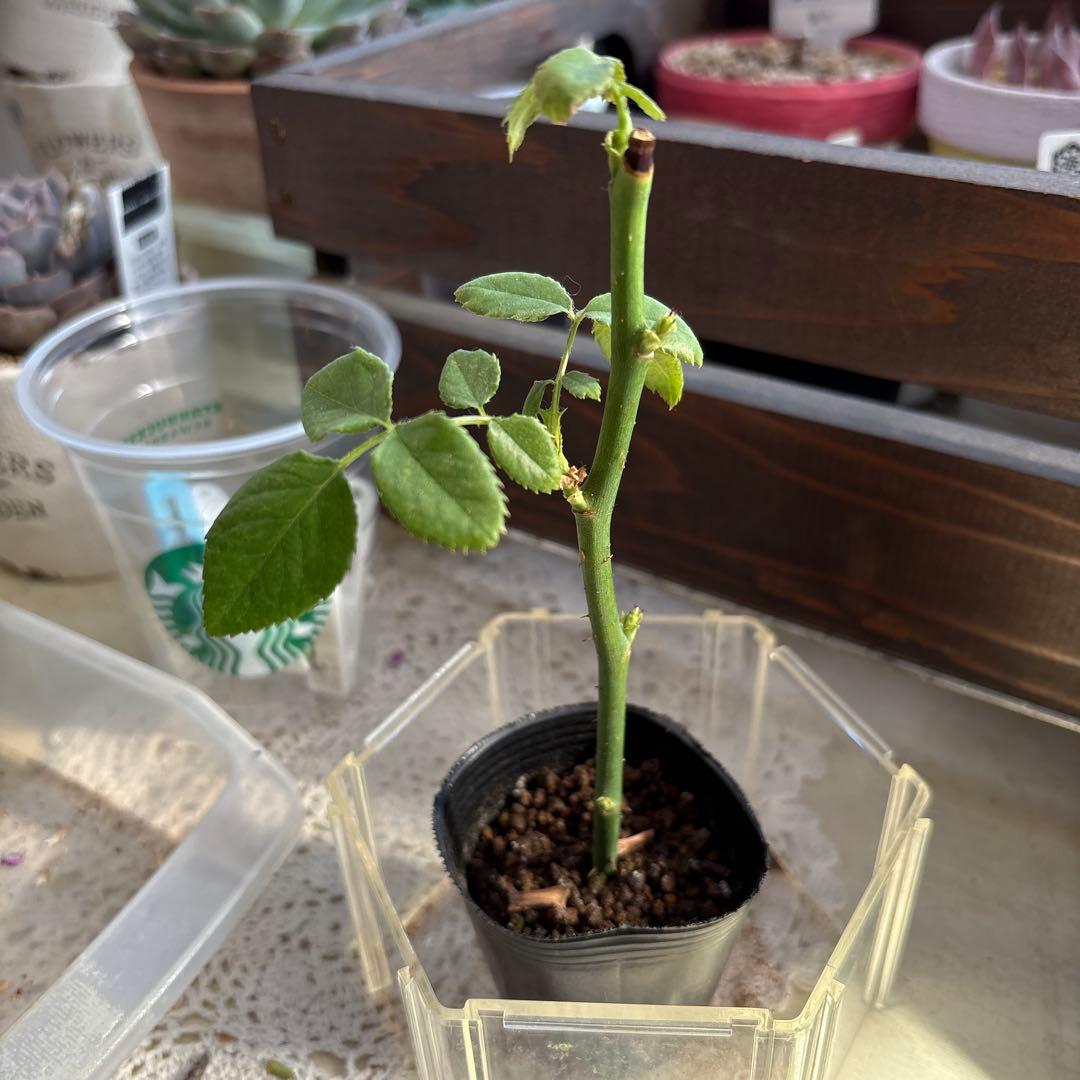 バラ苗.＊上品なピンクパープル系.＊