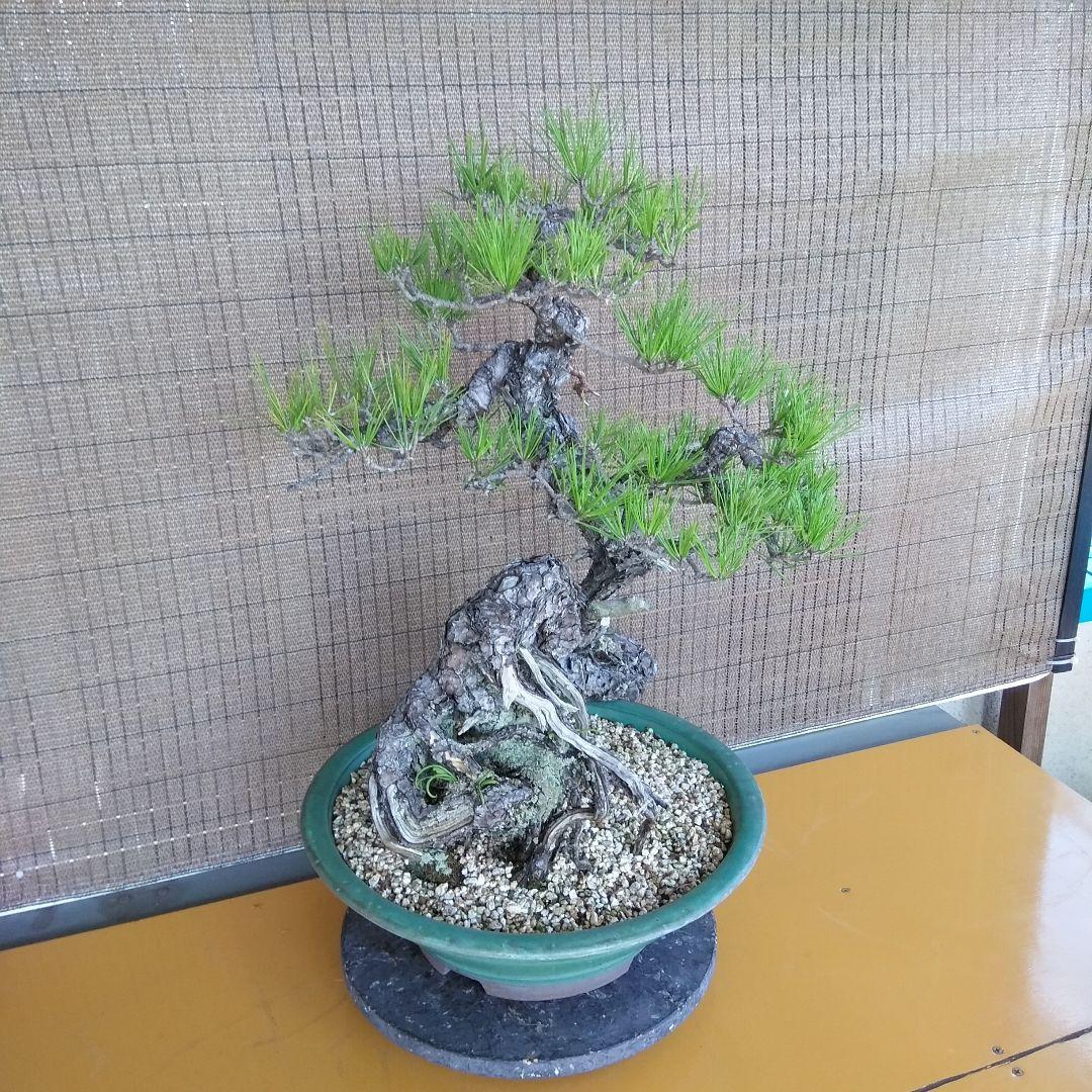 黒松　　 大型盆栽】　　撮影日2022,09,21日945