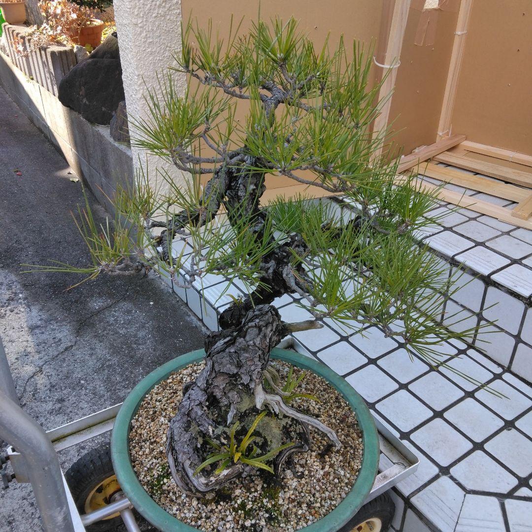 黒松　　 大型盆栽】　　撮影日2022,09,21日945