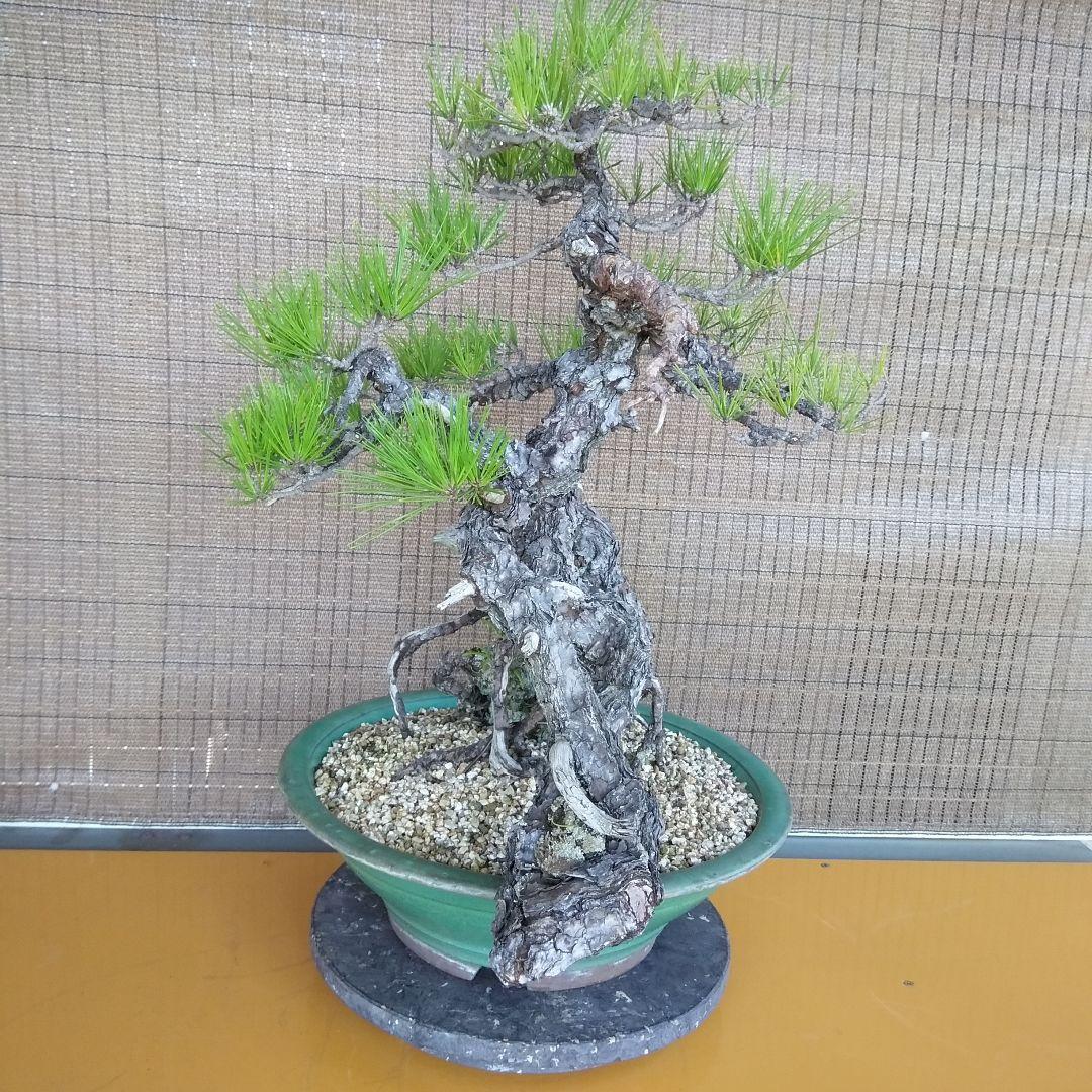 黒松　　 大型盆栽】　　撮影日2022,09,21日945