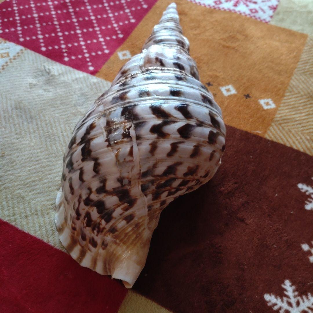 法螺貝 ホラ貝 ほら貝 インテリア 加工用 大型　美品　 置物　標本