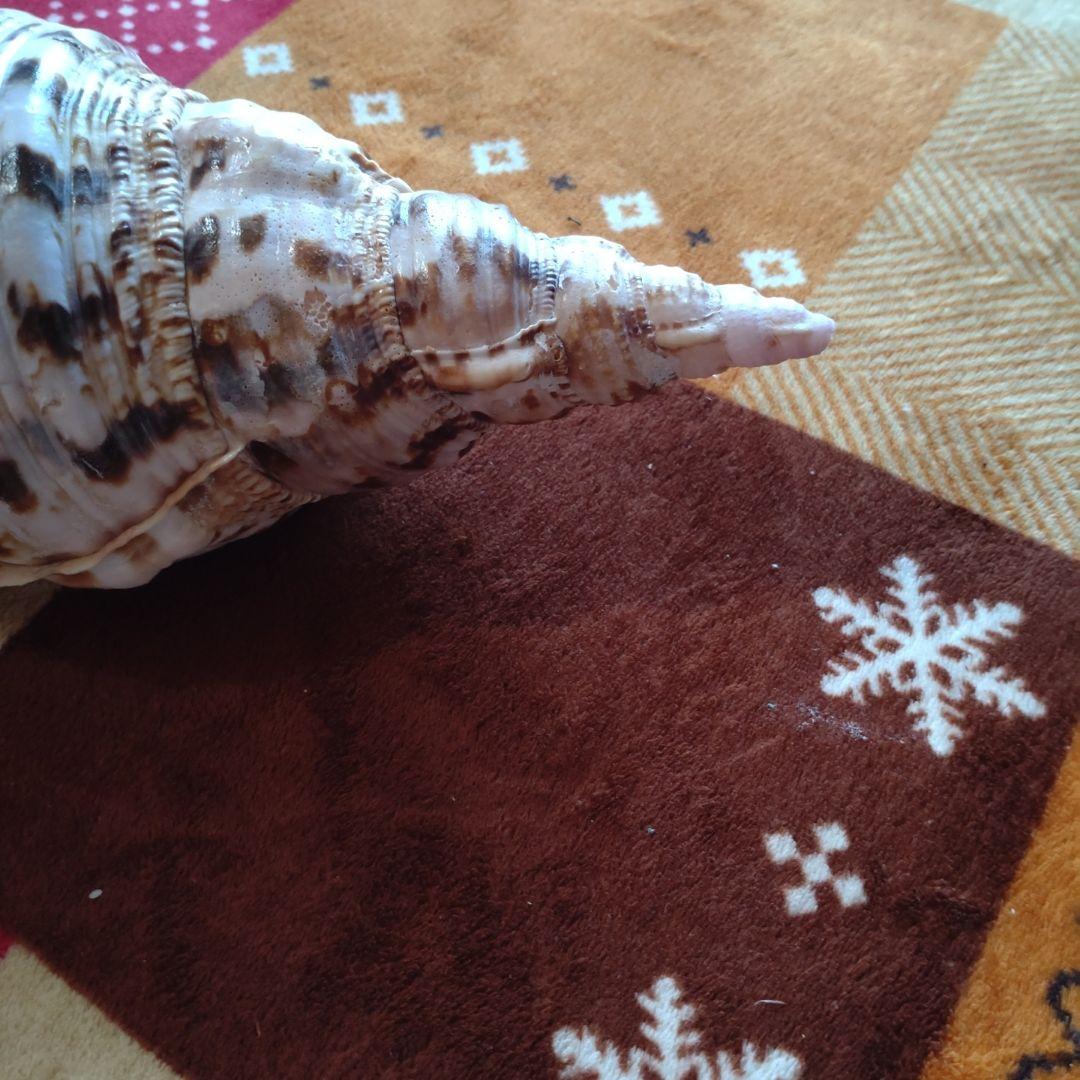 法螺貝 ホラ貝 ほら貝 インテリア 加工用 大型　美品　 置物　標本