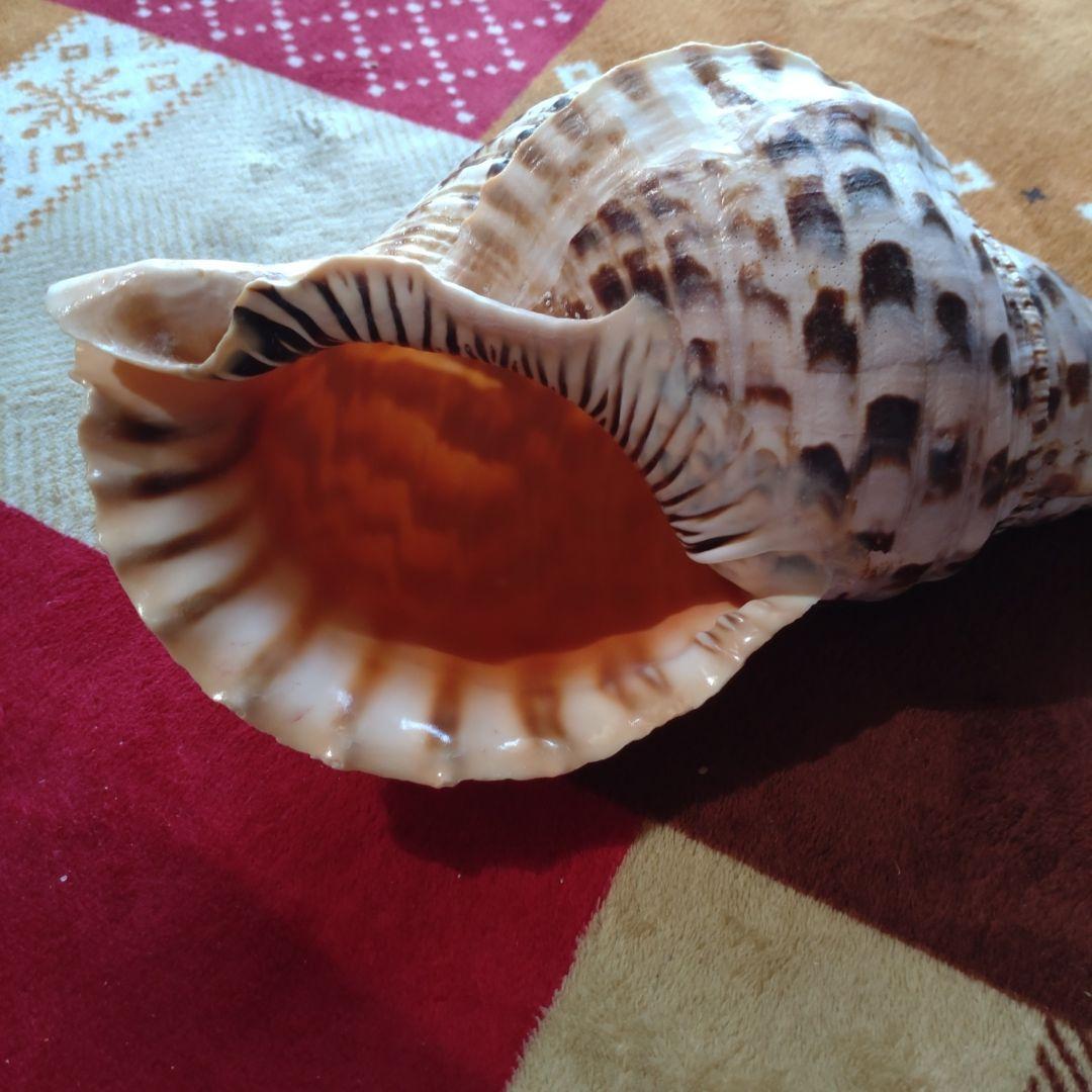 法螺貝 ホラ貝 ほら貝 インテリア 加工用 大型　美品　 置物　標本