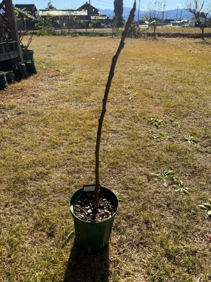 Izbat an Naj 剪定後発送 イチジク いちじく 穂木 苗