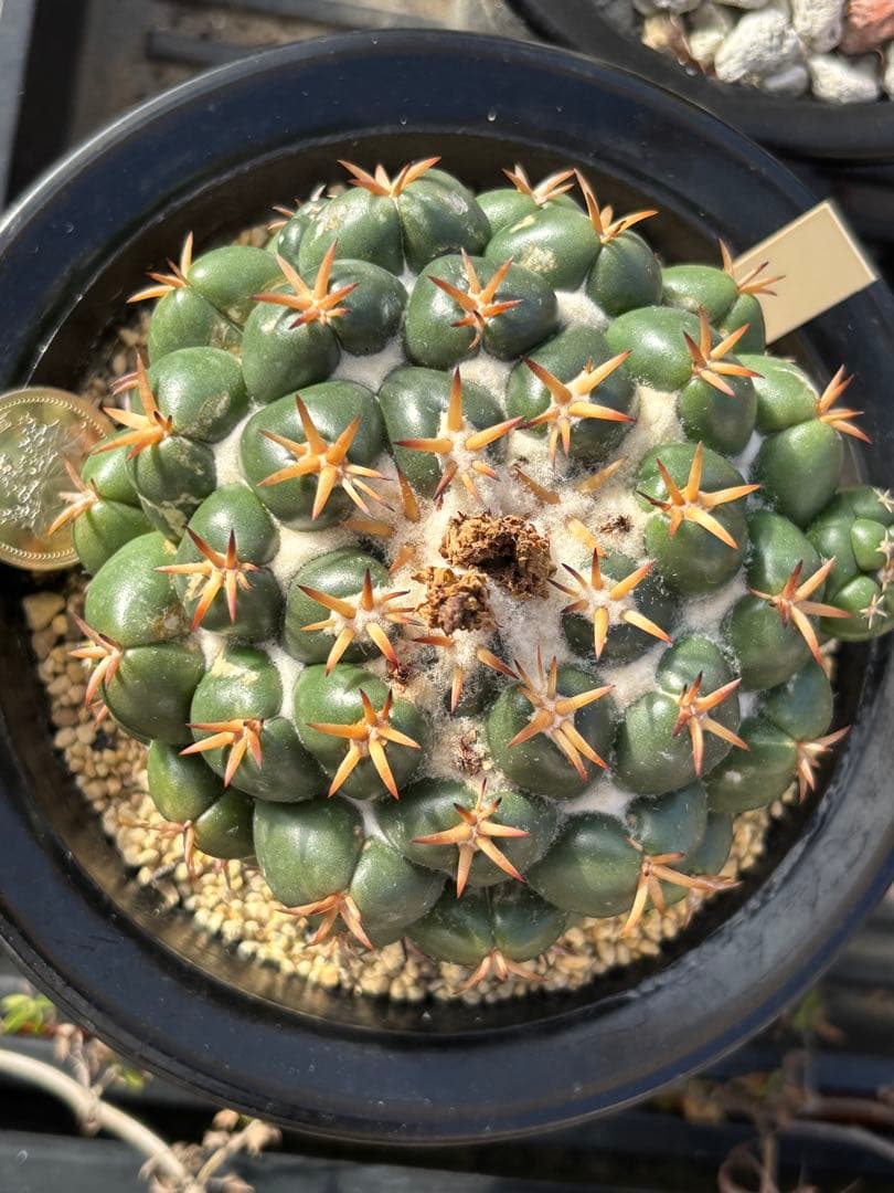 短刺象牙丸
