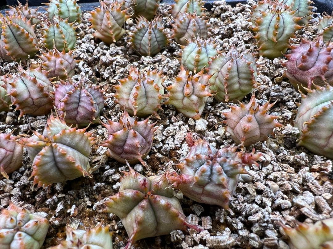 ユーフォルビア　白衣ホリダ実生　トレー全部