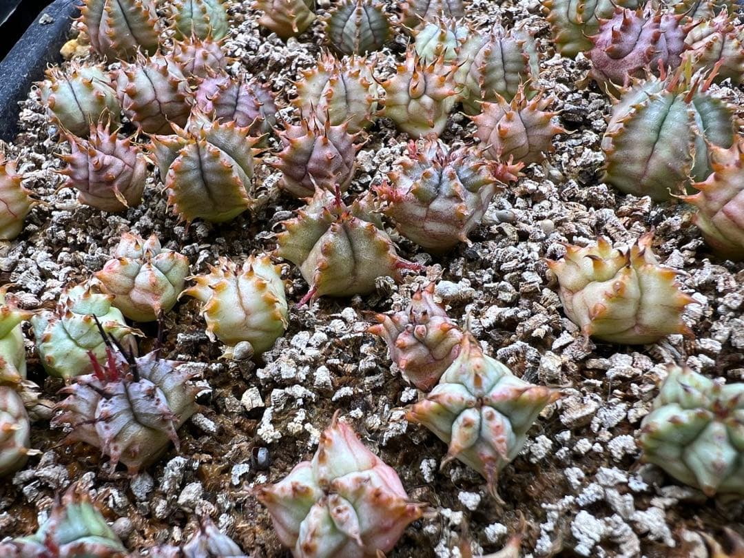 ユーフォルビア　白衣ホリダ実生　トレー全部