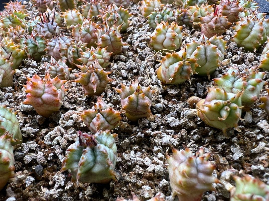 ユーフォルビア　白衣ホリダ実生　トレー全部