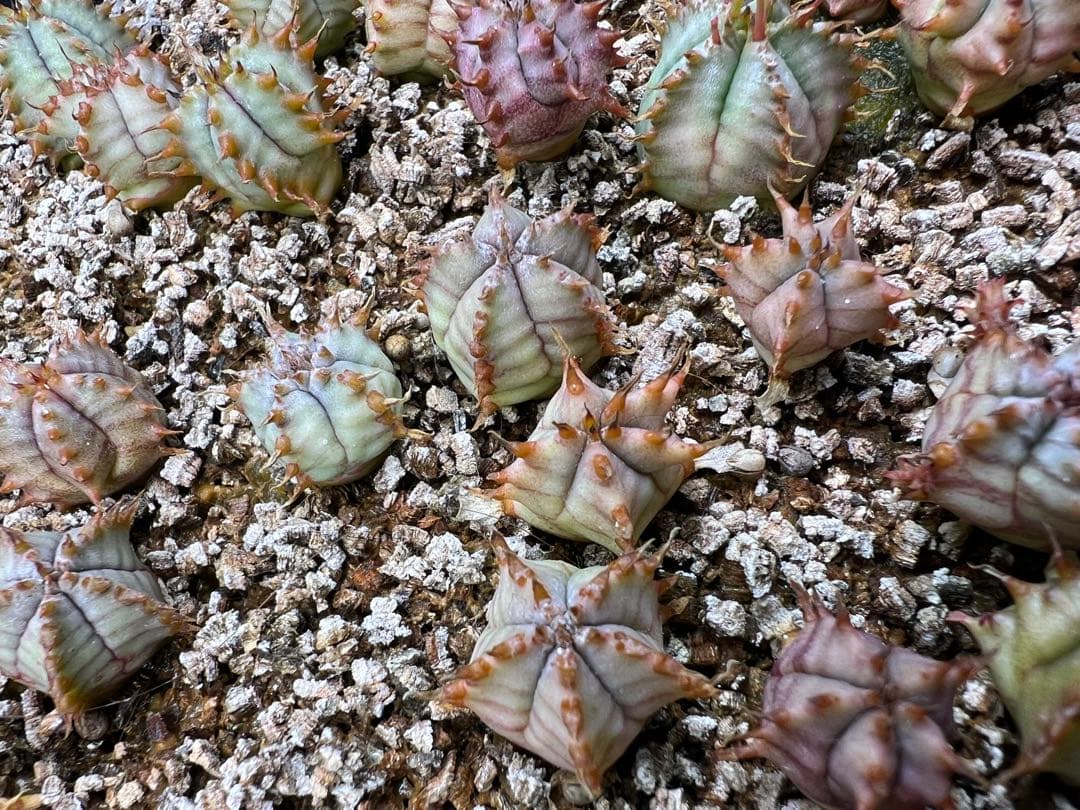 ユーフォルビア　白衣ホリダ実生　トレー全部