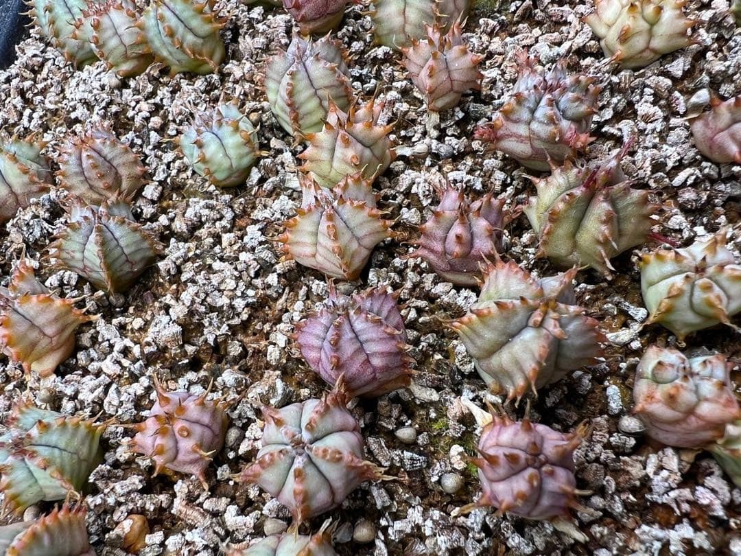 ユーフォルビア　白衣ホリダ実生　トレー全部