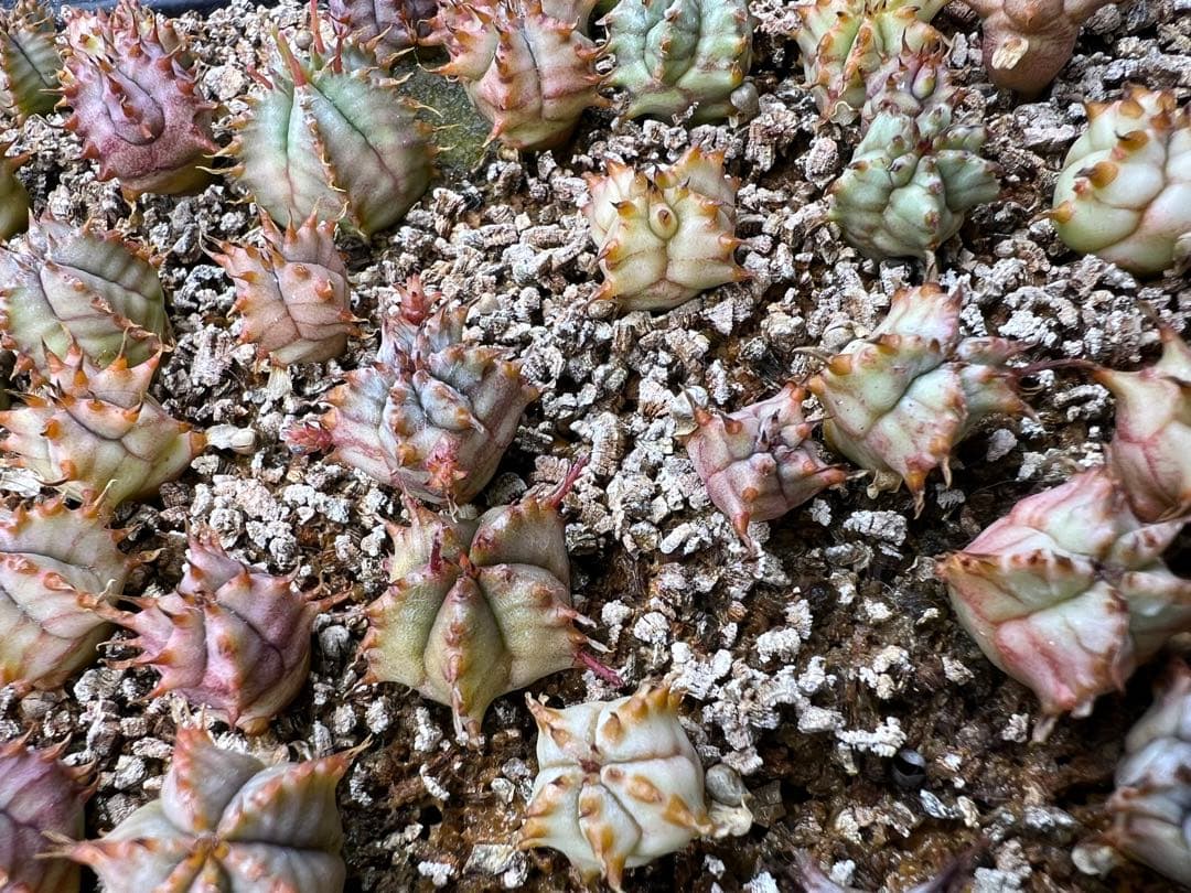 ユーフォルビア　白衣ホリダ実生　トレー全部