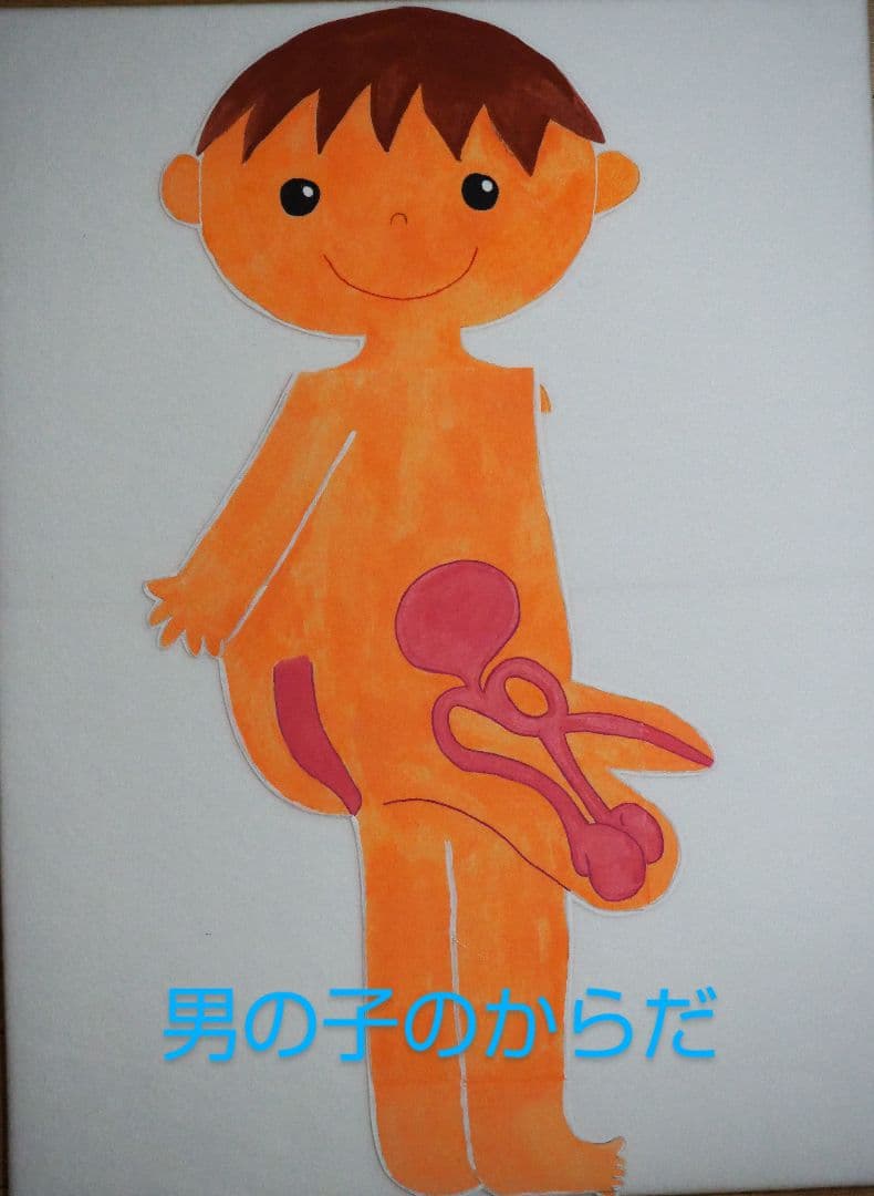 性教育 教材 男の子のからだ・女の子のからだセット○助産師 保健指導【受注生産】
