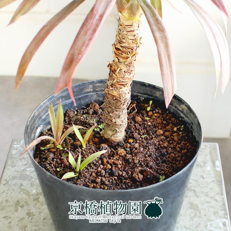 【現品】ユッカ・デスメティアーナ　6号　黒鉢（5）