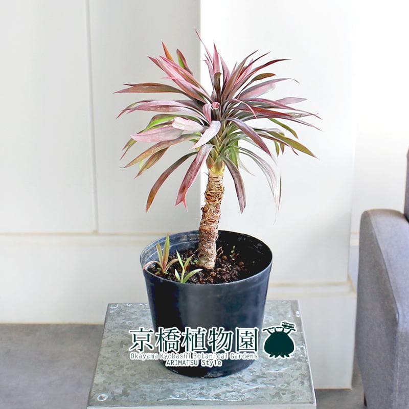 【現品】ユッカ・デスメティアーナ　6号　黒鉢（5）