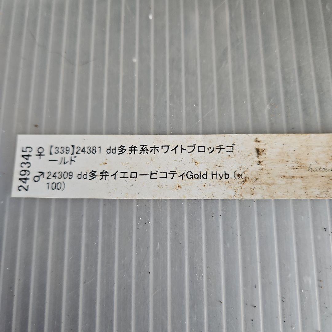 ㉖-460クリスマスローズ