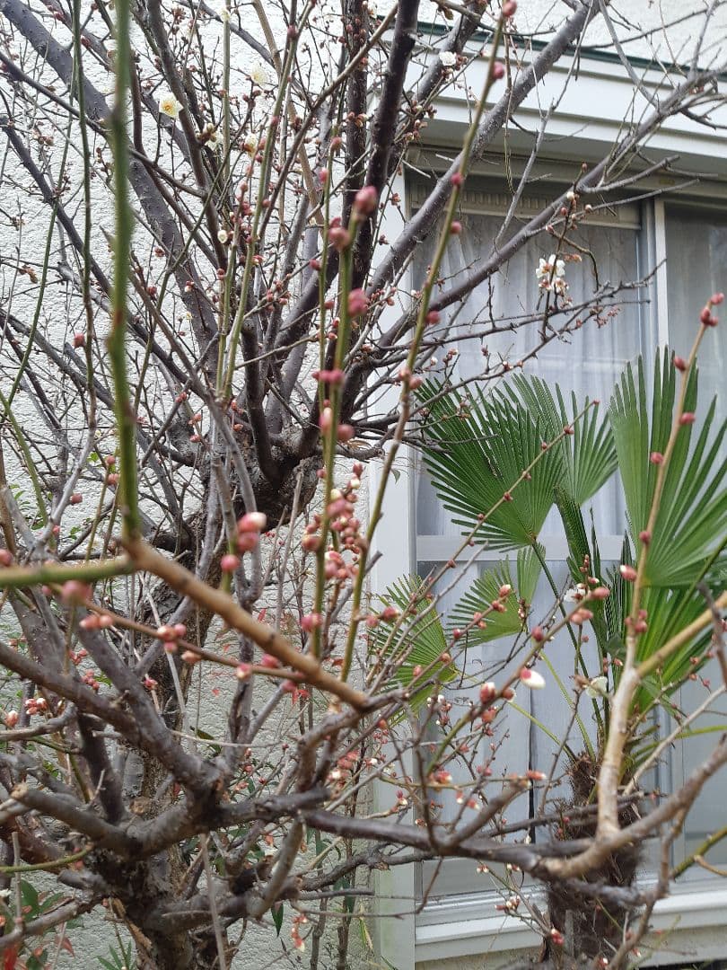 値下げ7,600円　未使用　山中塗3点セット　重箱、銘々皿、白磁の皿3枚、おまけ