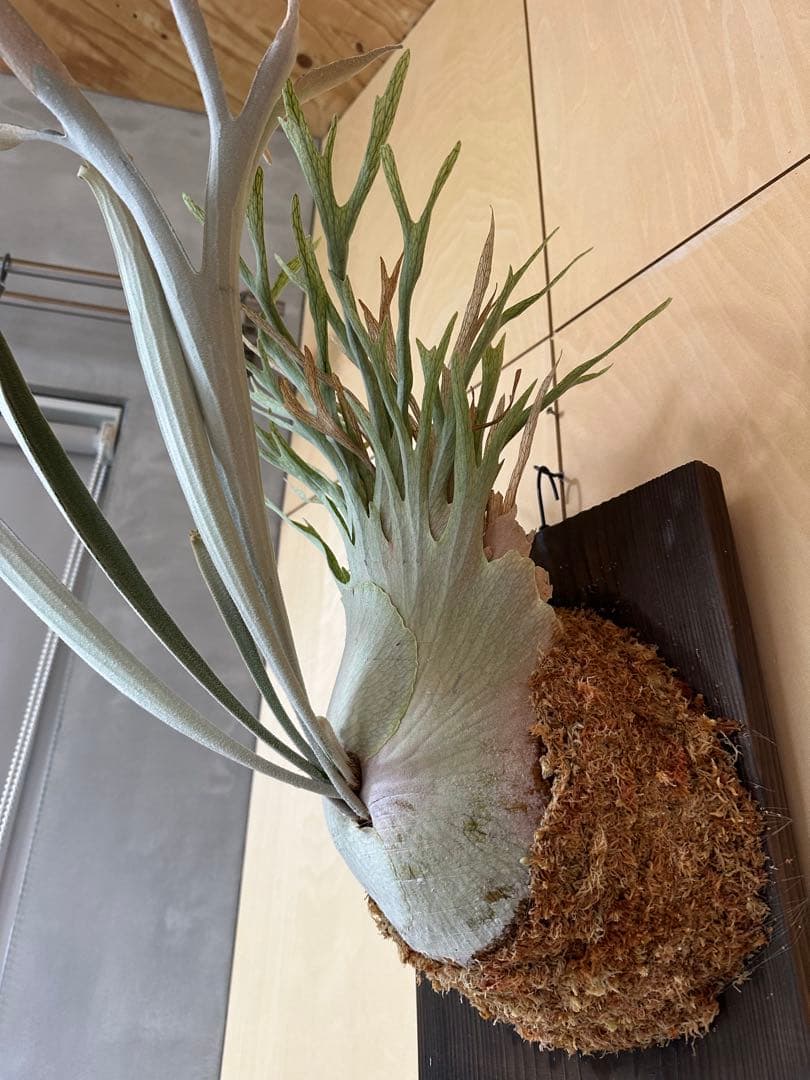 P.veitchii 'Auburn ' 子株販売　② ビカクシダ