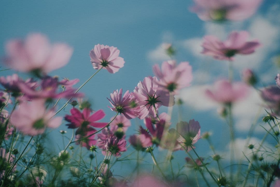 【オールドレンズセット】SONY α7II＋Jupiter-8 50mm F2