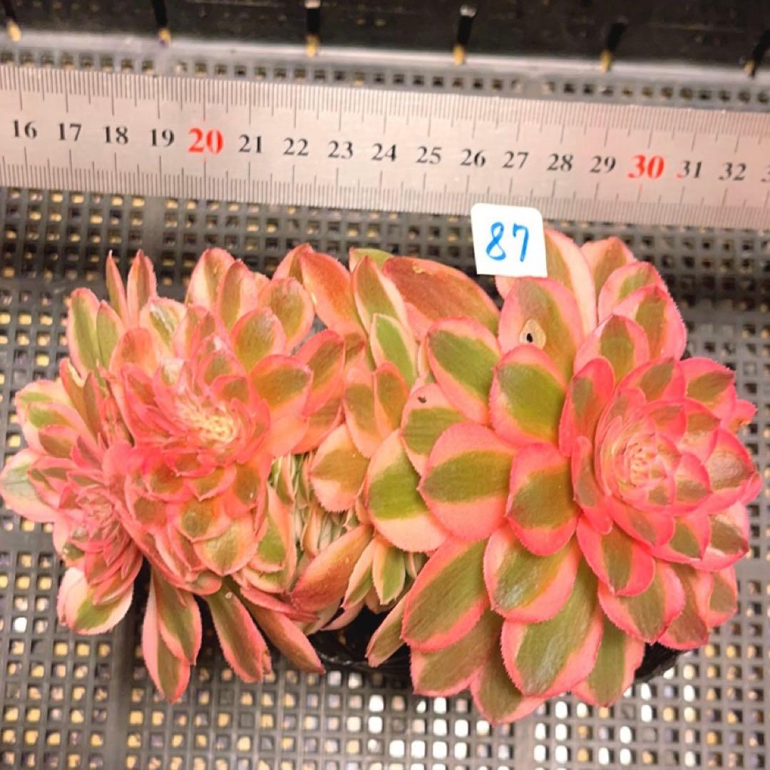 87#多肉植物アエオニウム錦❤️ ライチ錦セッカ ❤️16cm拔き苗