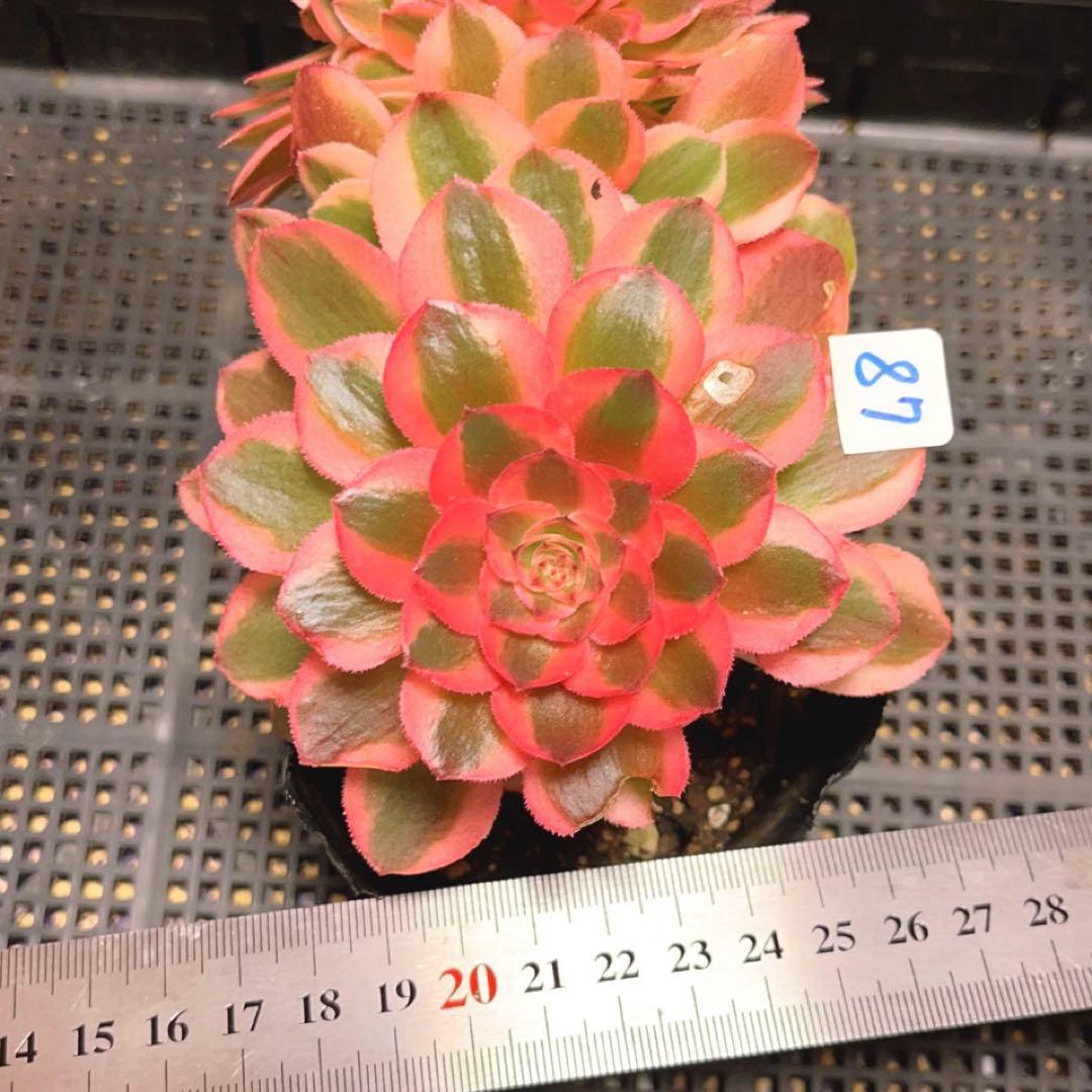87#多肉植物アエオニウム錦❤️ ライチ錦セッカ ❤️16cm拔き苗