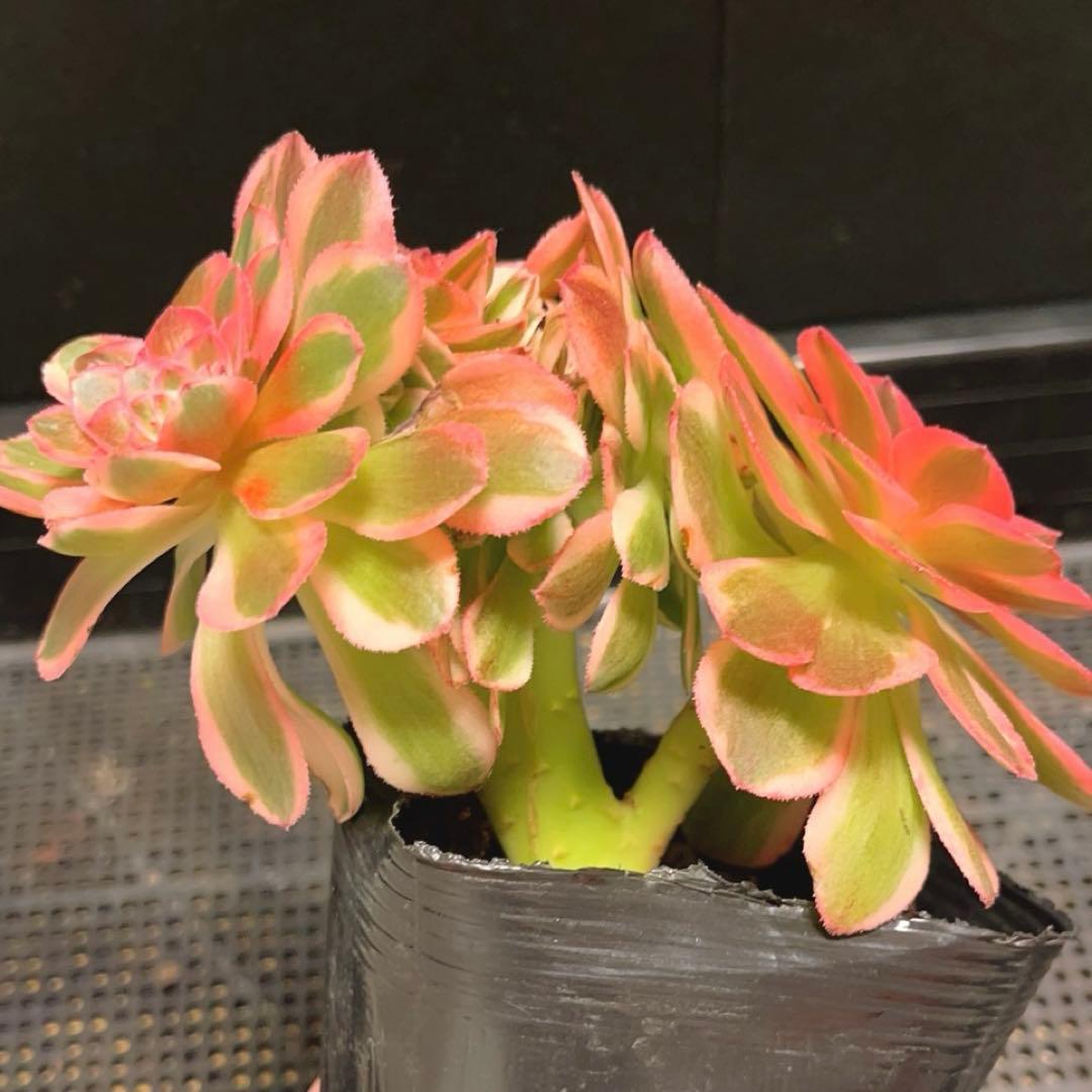 87#多肉植物アエオニウム錦❤️ ライチ錦セッカ ❤️16cm拔き苗