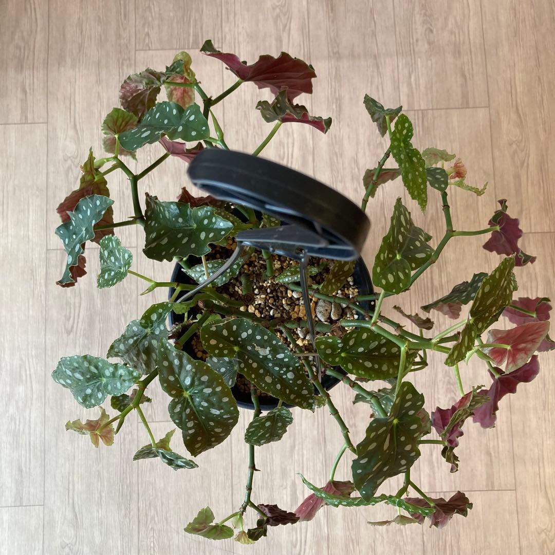 【鉢ごと発送】ベゴニア・マクラータ　観葉植物　オシャレなハンギング観葉植物