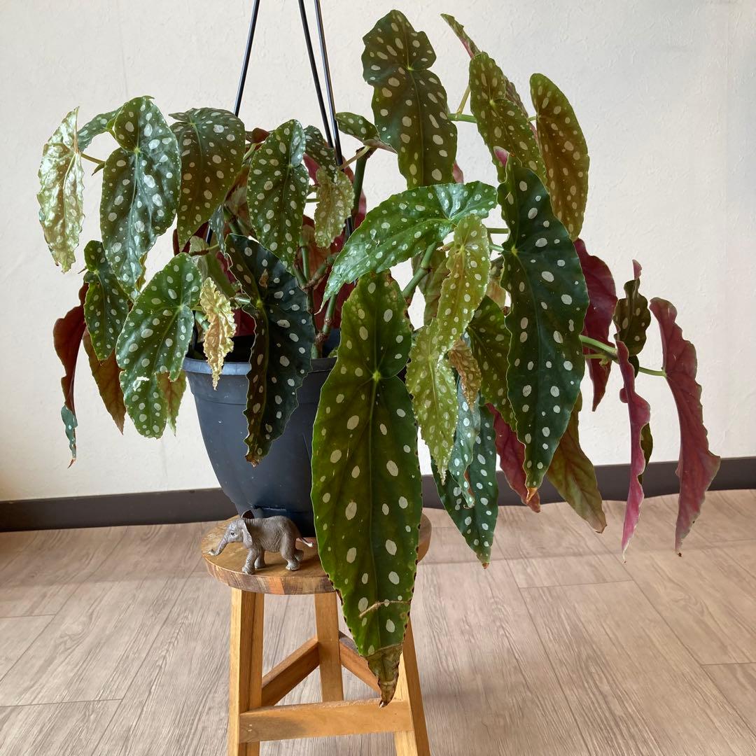 【鉢ごと発送】ベゴニア・マクラータ　観葉植物　オシャレなハンギング観葉植物