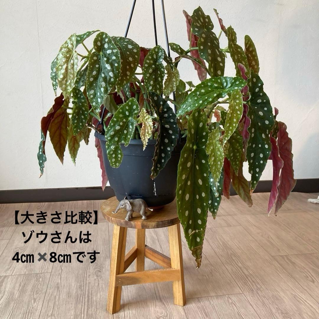 【鉢ごと発送】ベゴニア・マクラータ　観葉植物　オシャレなハンギング観葉植物