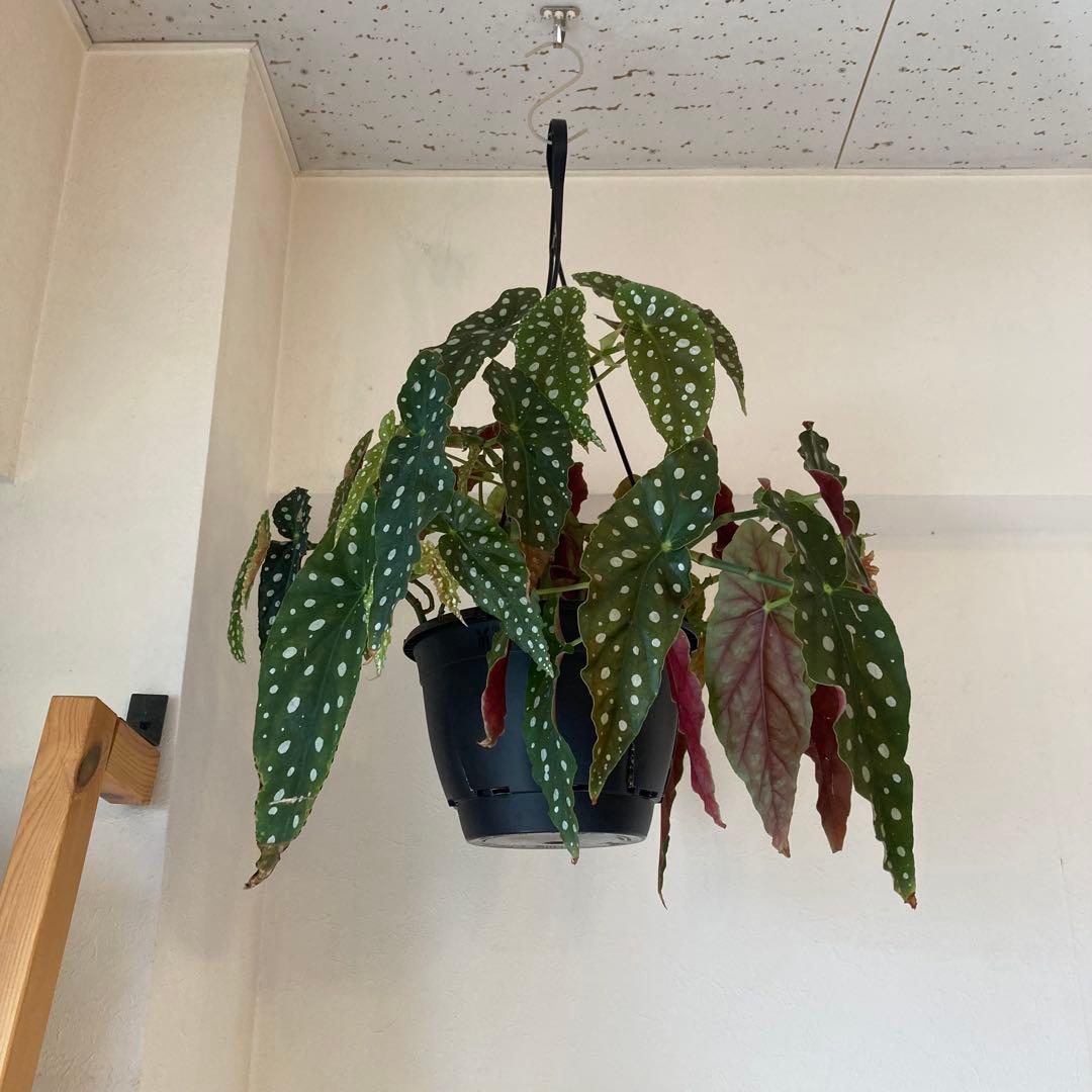【鉢ごと発送】ベゴニア・マクラータ　観葉植物　オシャレなハンギング観葉植物