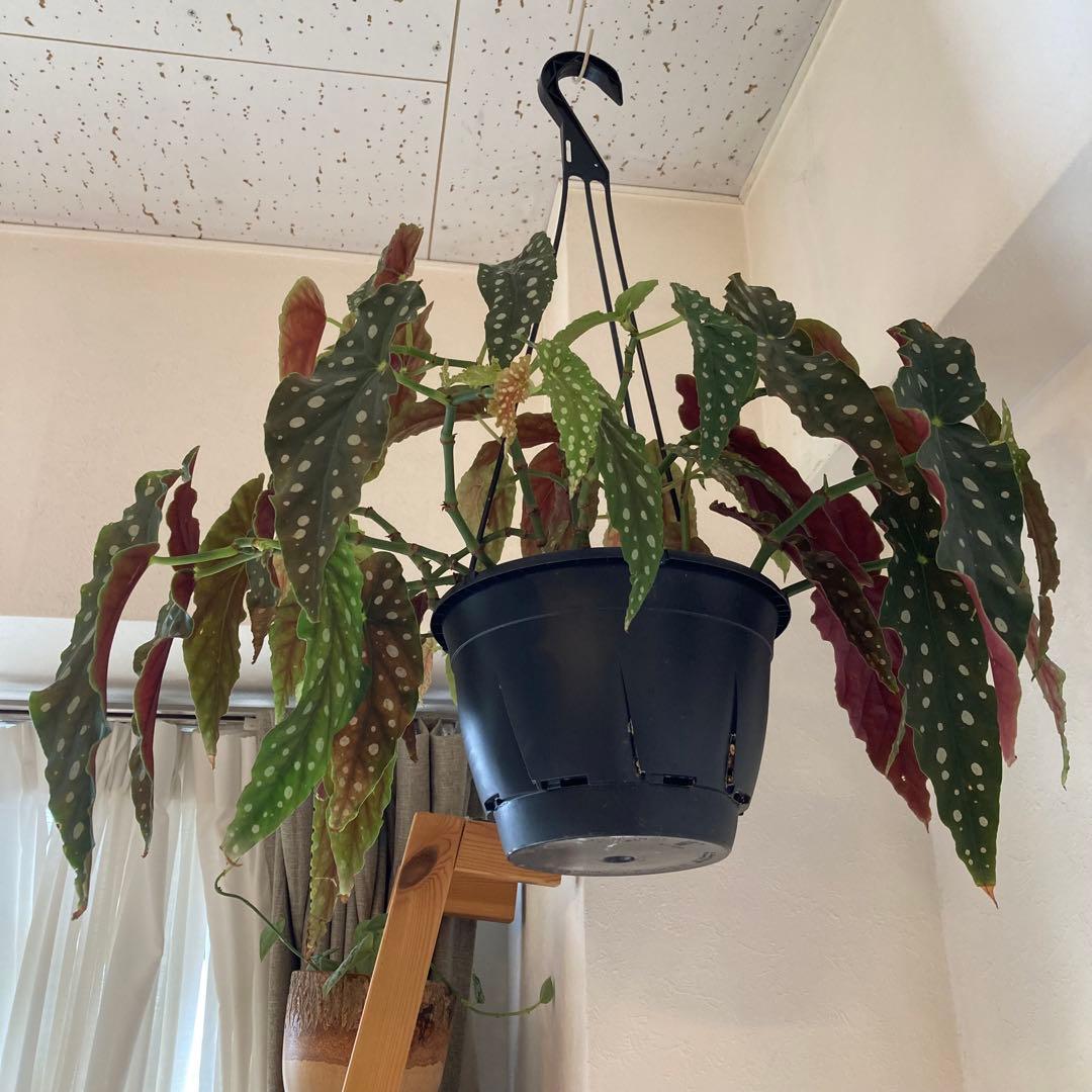 【鉢ごと発送】ベゴニア・マクラータ　観葉植物　オシャレなハンギング観葉植物